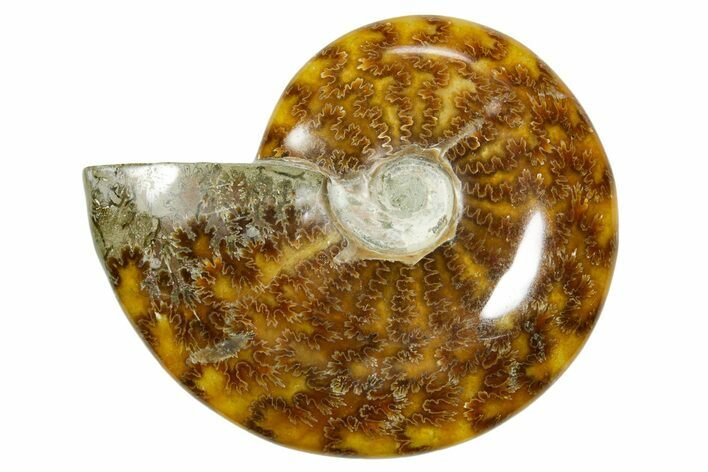 Polished Ammonite (Cleoniceras) Fossil - Madagascar #365076